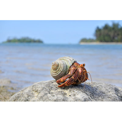 Hermit Crab
