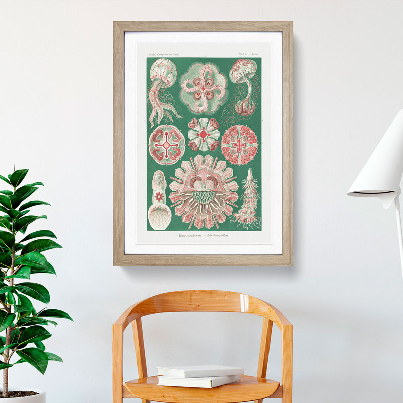 Discomedusae Jellyfish Vol.3 by Ernst Haeckel - Framed Print, Oak Framed, 48cm H x 36cm W x 2cm D