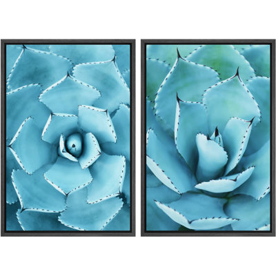 Bleu Vert désert Rose Cactus Plante grasse Photographie Nature sauvage Gros plan rustique