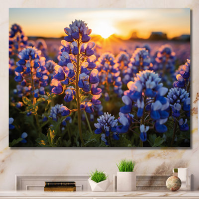 Blue Bonnets Field Photo V - impression