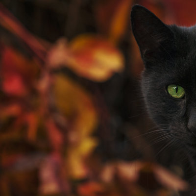 Black Cat - Wrapped Canvas Print