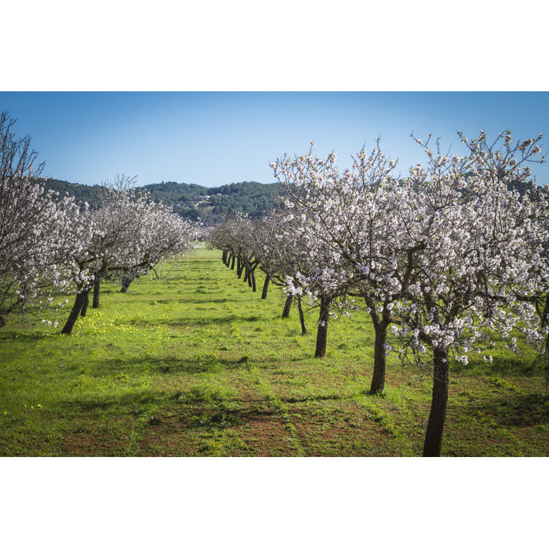 Almond Blossom by Palomadelosrios - Wrapped Canvas Print, 30cm H x 46cm W x 3.8cm D