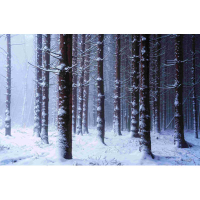 " Red Woods "