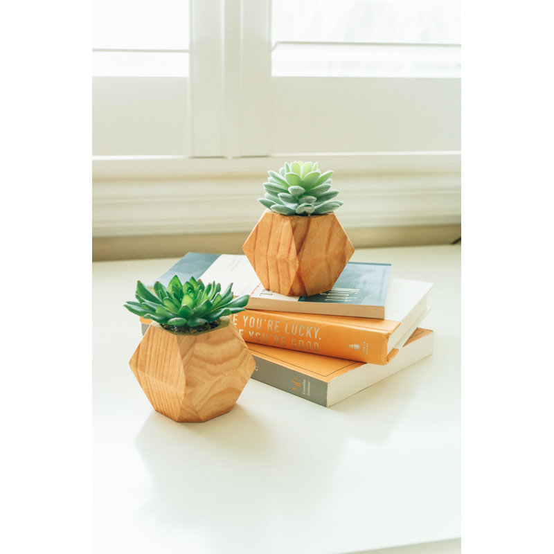 Ensemble de plantes succulent 2 pièces en pot