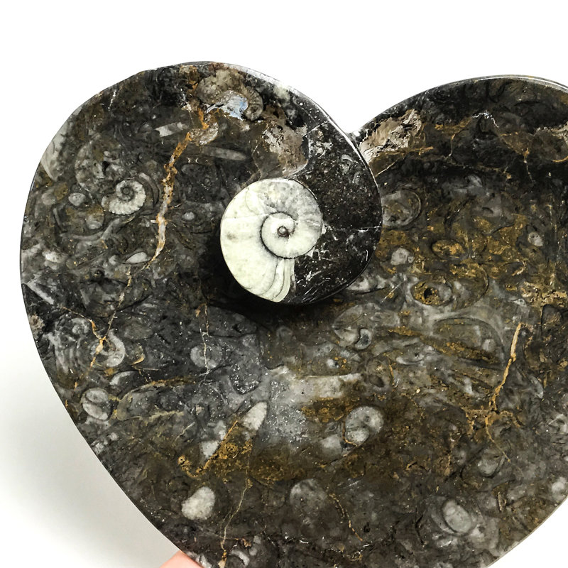 Genuine Polished Goniatite Fossil Heart Decorative Plate (Small)