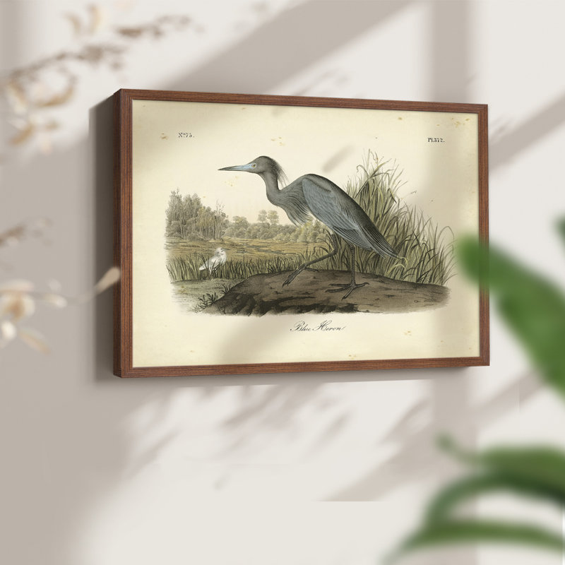 Audubons Blue Heron -Framed Print - Restickable, 16" H x 20" W, Walnut