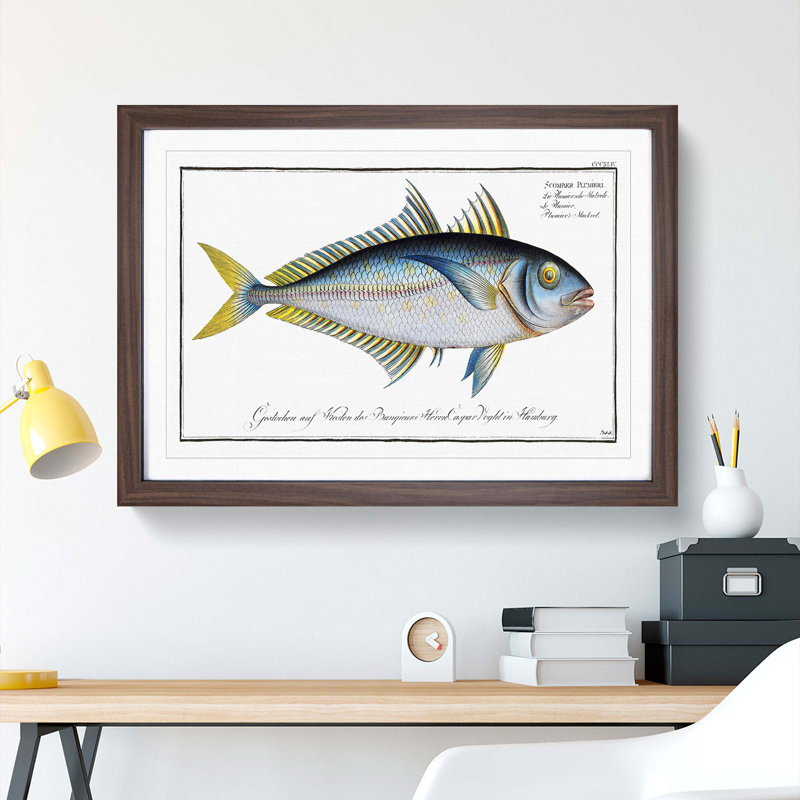 Plumier's Mackerel Fish by M.E. Bloch - Picture Frame Painting Print, Walnut, 40cm H x 60cm W x 2cm D