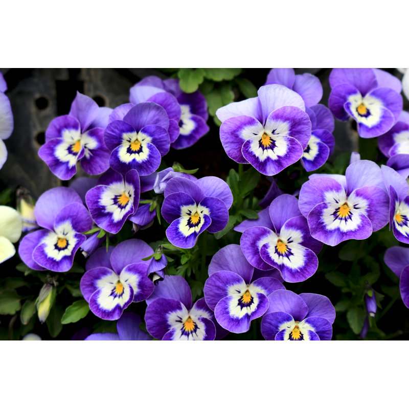 Pansy Blooming At The Roadside In Winter - Wrapped Canvas Print, 30cm H x 46cm W x 3.8cm D