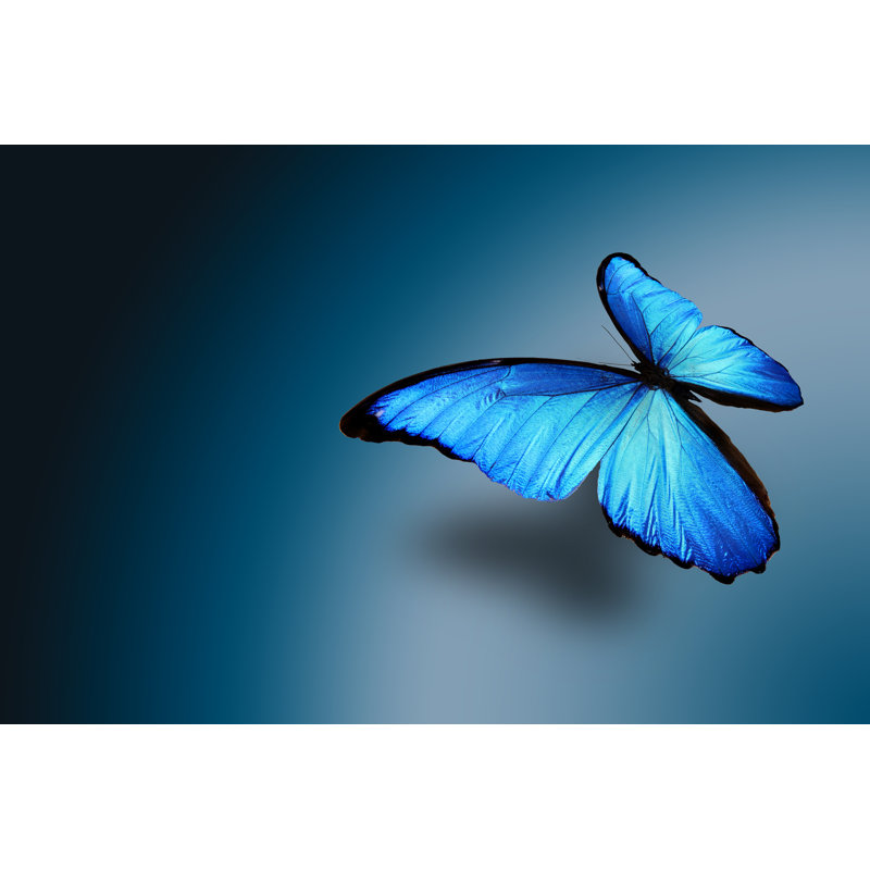 Papillon tropical sur toile Epimentio, H 8 po x l 12 po