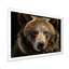«Bear Portrait - Bear», reproduction d'art sur toile encadrée-520721076-492327684-520721083