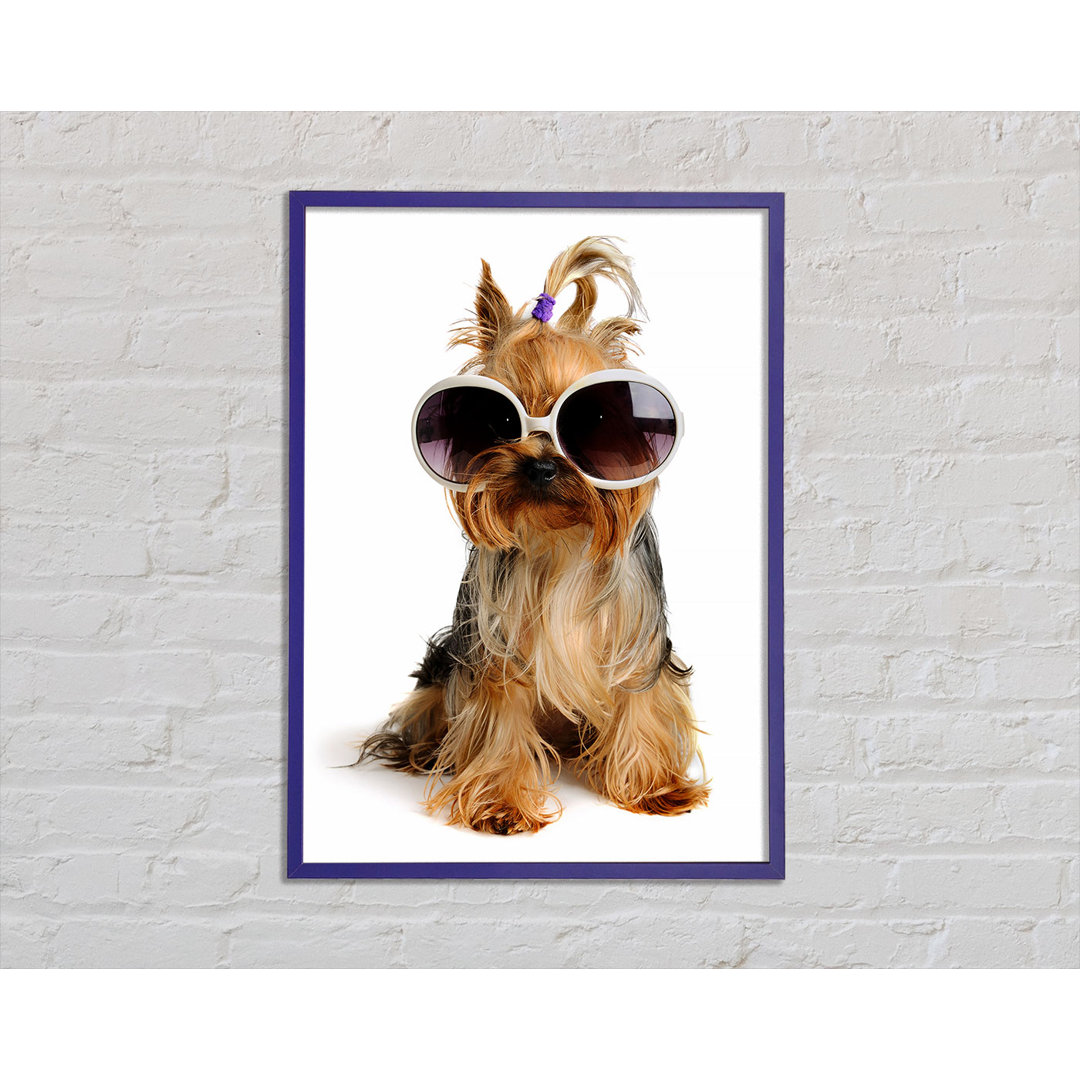 Gerahmtes Leinwandbild Yorkshire Terrier Dog Glamour