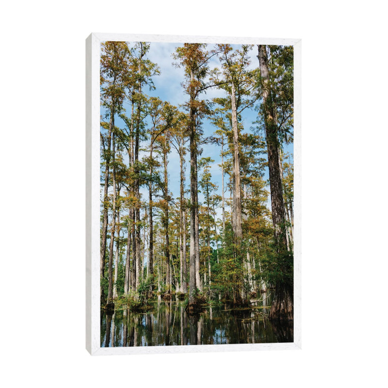 Charleston Cypress Gardens II by Bethany Young - Print on Canvas, White Framed, 66.04cm H x 45.72cm W x 3.81cm D