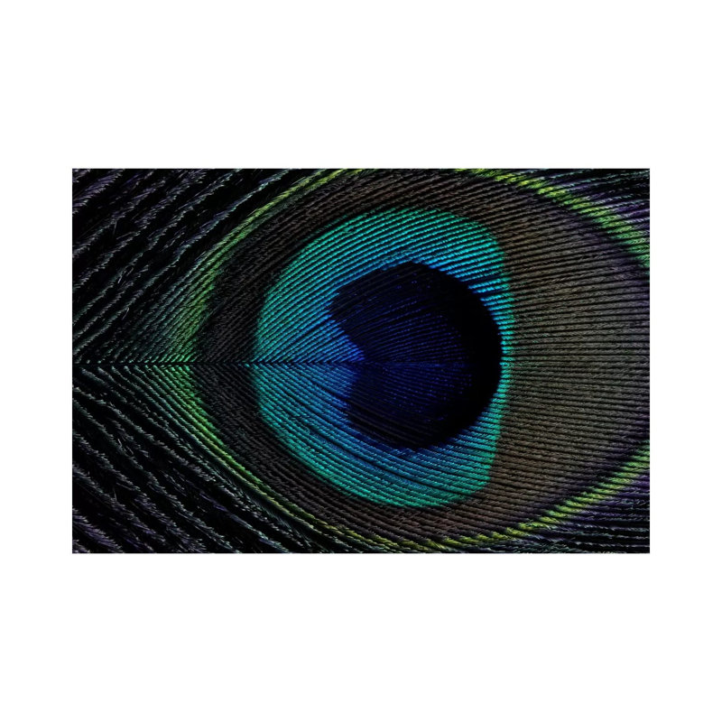 Peacock Feather I by Alyson Fennell - Wrapped Canvas Painting, 20.32 cm H x 30.48 cm W