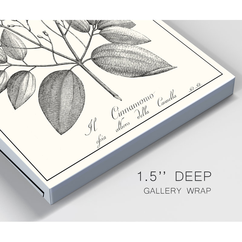 «Antique Black and White Botanical», reproduction d'art sur toile tendue, H 12 po x l 8 po x P 1 po