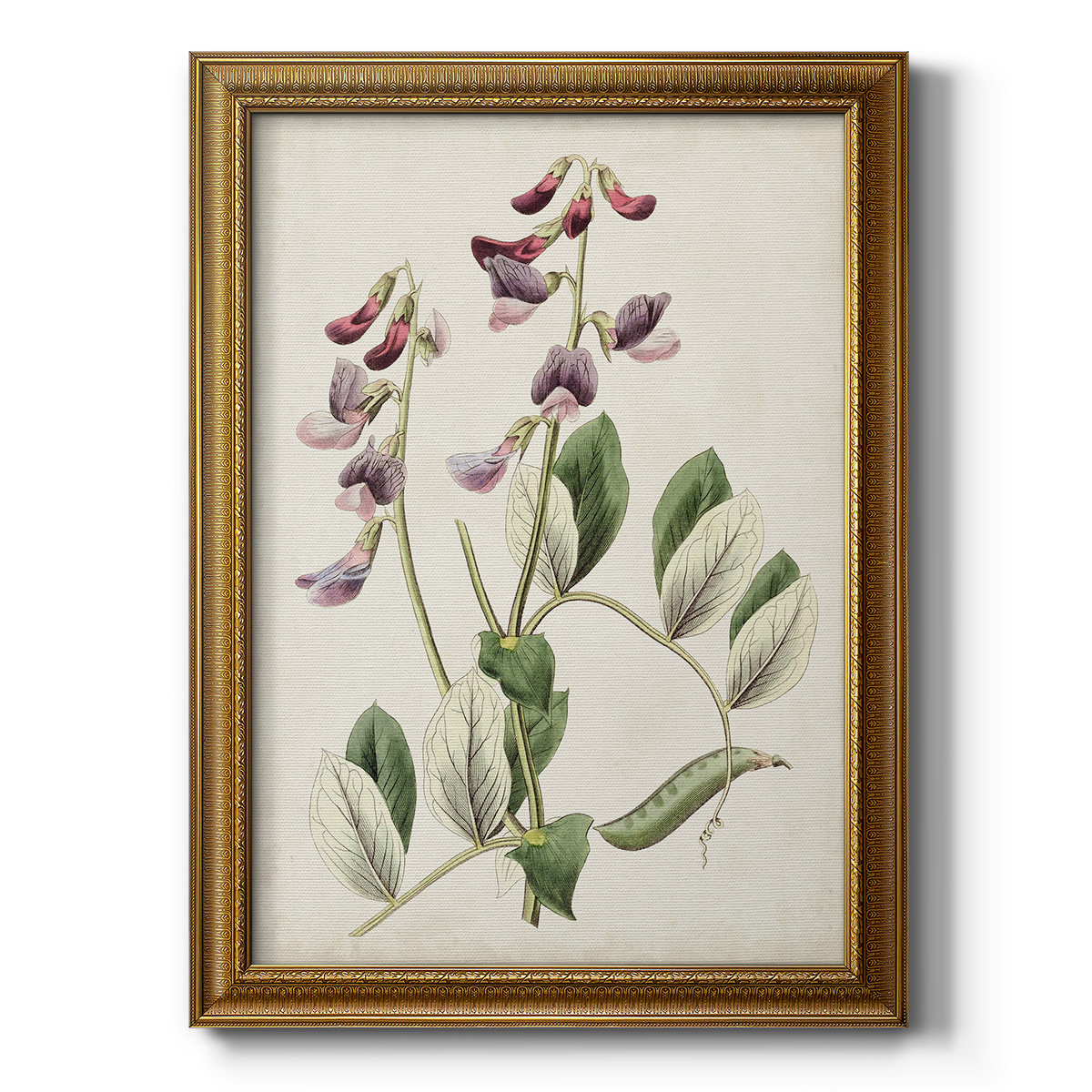 Red Barrel Studio® Antique Botanical Collection I Premium Framed Canvas ...