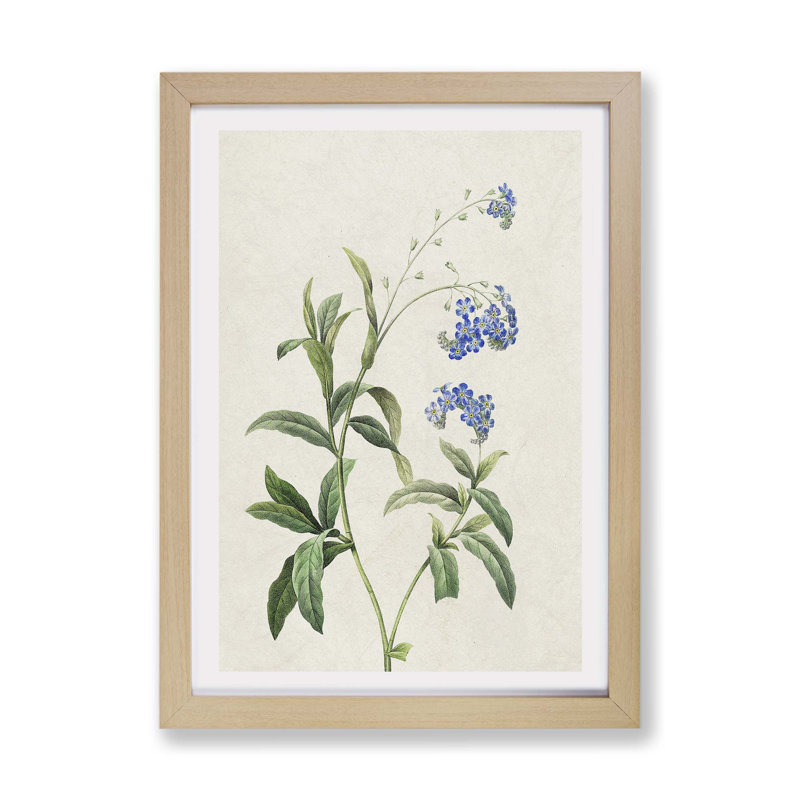 Water Forget-Me-Not Flowers by Pierre-Joseph Redoute - Single Picture Frame Painting, 45cm H x 63cm W x 2cm D, Oak