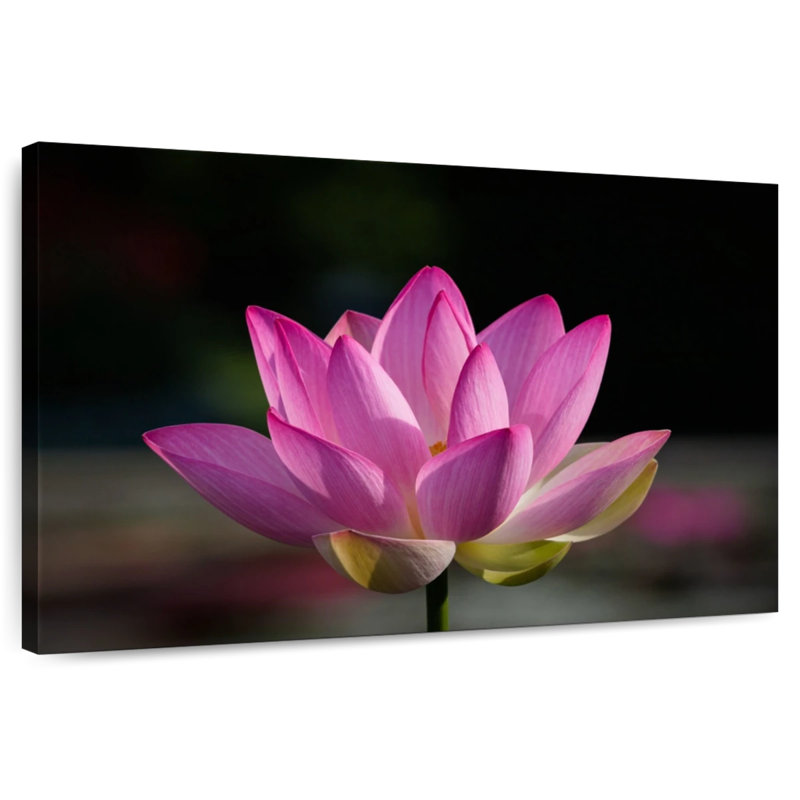 Harnek précieuse fleur de lotus rose, H 34 po x l 51 po