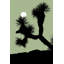 Joshua Tree Dance 6 by Christopher Kennedy