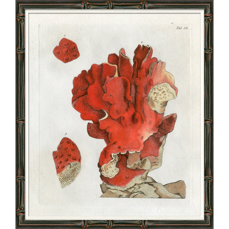 Red Coral Illustration I - cadre photo, impression sur papier
