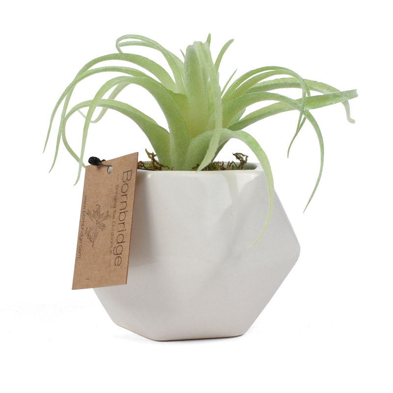 2.75" Artificial Tillandsia Succulent in Planter