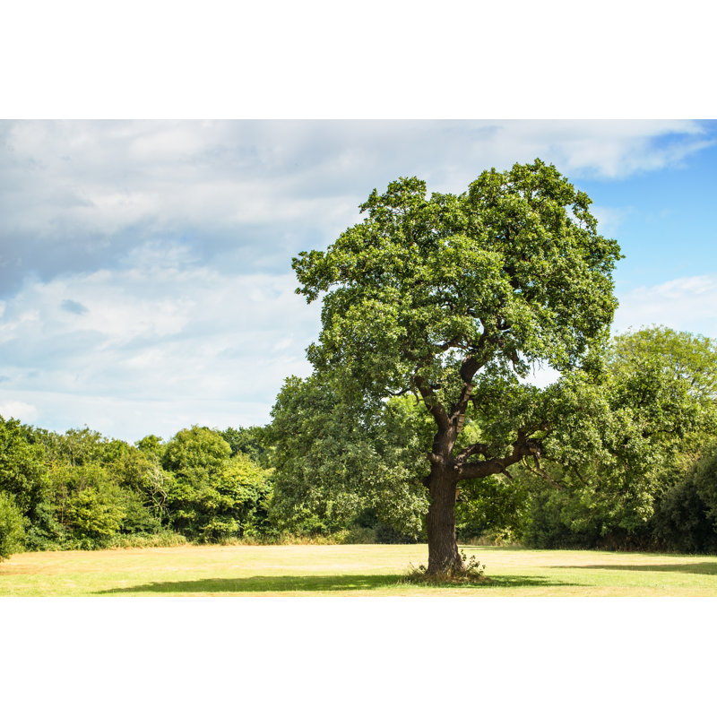 Oak Tree by CBCK-Christine - Wrapped Canvas Print, 51cm H x 76cm W
