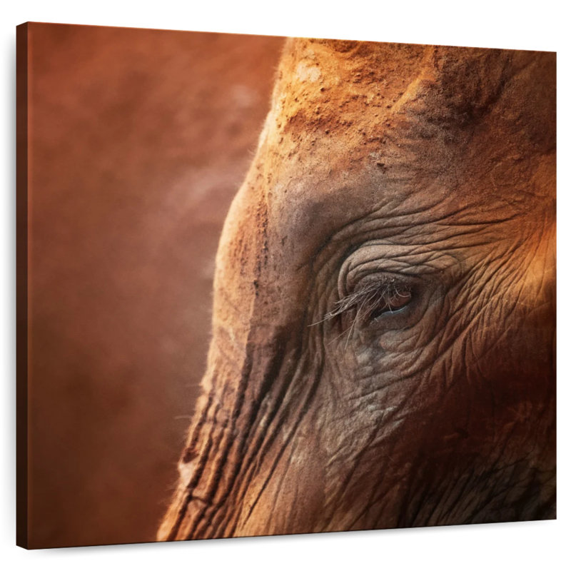 Brampt Elephant Lashes, 10" H x 10" W