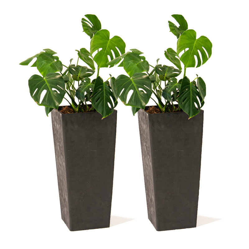 Ensemble de 2 pots de fleurs carrés rectangulaires modernes Latitude Run®, parfaits pour les pots d'intérieur et d'extérieur