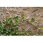 Vaughn Fiberglass Pot Planter-14486328