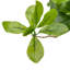 Faux Aralia Faux Foliage Tree in Pot-150141443