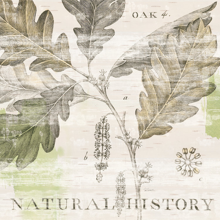 « iv », impression sur toile tendue Natural History Oak, H 24 po x l 24 po x P 1 po, Papier beaux-arts encadré noir, Blanc