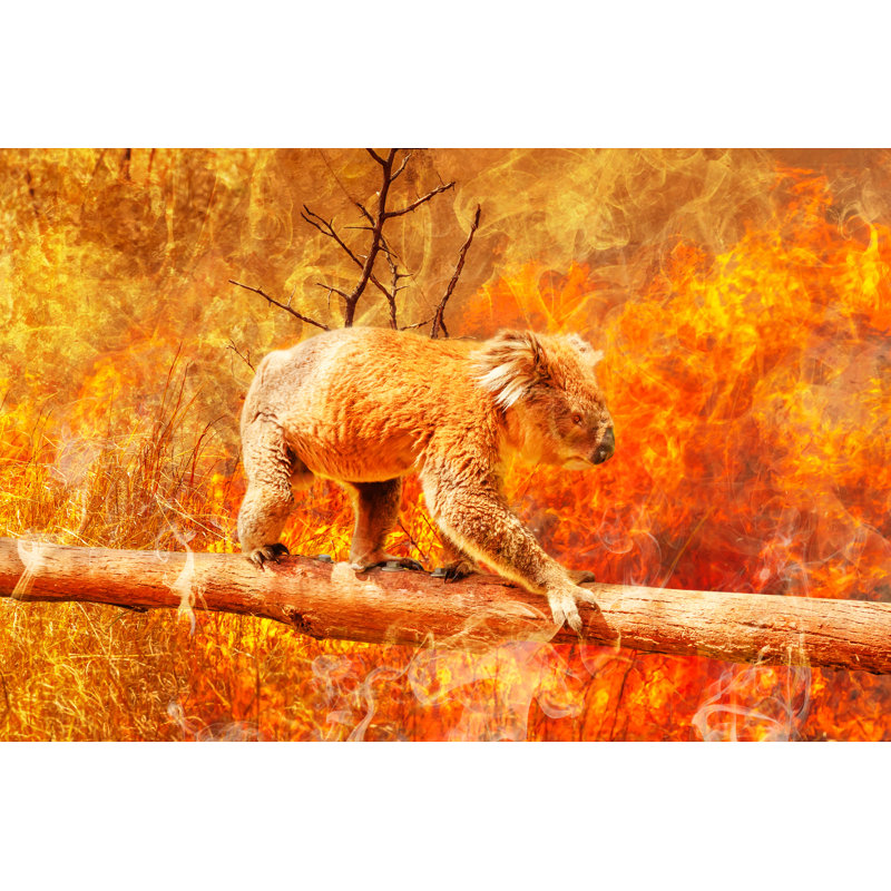 Koala Survival Risk - Wrapped Canvas Print, 30cm H x 46cm W