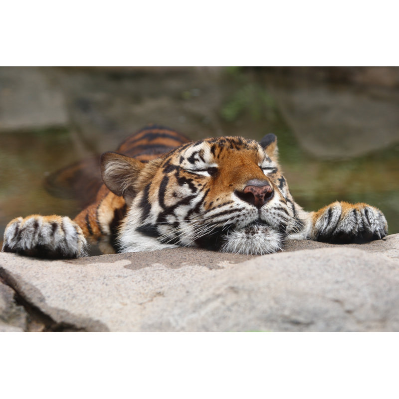 Tiger by Shazzashaw - No Frame Art Prints on Canvas, 20cm H x 30cm W