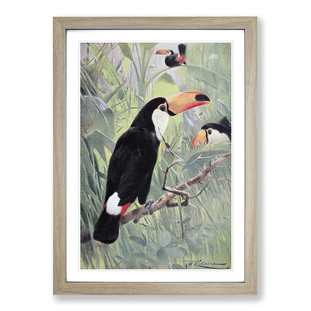 Vintage Great Toucan by Wilhelm Kuhnert - Framed Print