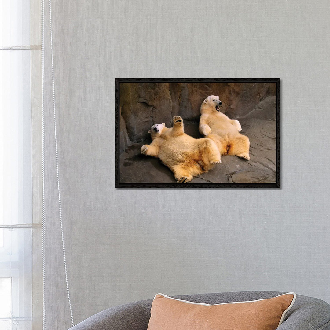 Two Lounging Polar Bears At Omaha's Henry Doorly Zoo And Aquarium von Joel Sartore - Gallery-Wrapped Canvas Giclée