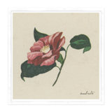 Wild Rose Print