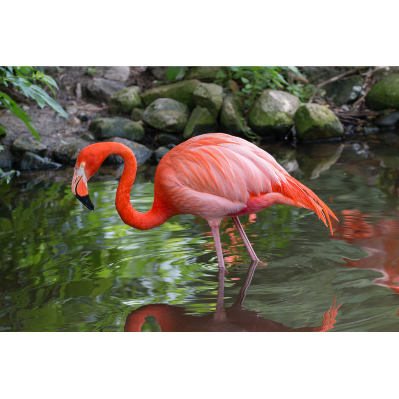 American Flamingo - Wrapped Canvas Print, 81cm H x 122cm W x 3.8cm D