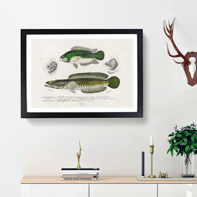 Green Fish Illustrations by Charles d Orbigny - Framed Print