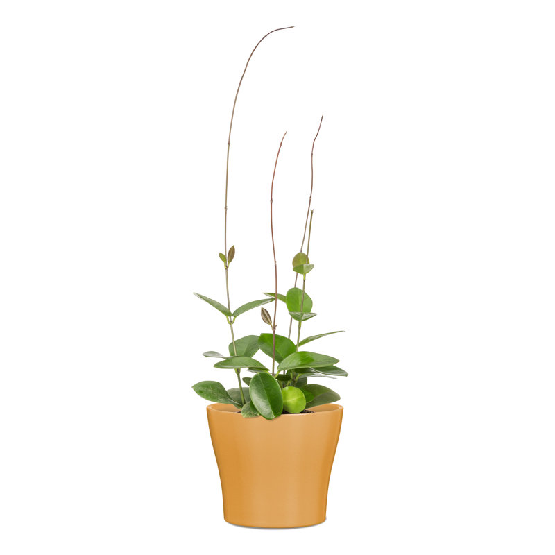 Ceramic Cachepot, Curcuma, 19 H x 21 W x 21 D