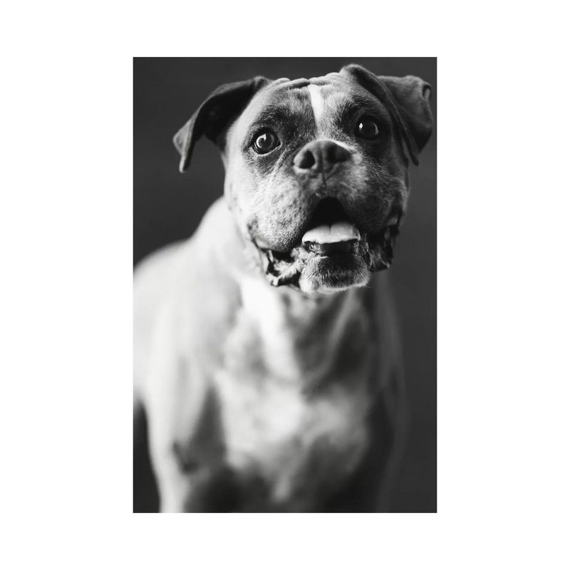 Cassius by Rachael Hale - Print on Canvas, Wrapped Canvas, 66.04 cm H x 45.72 cm W x 1.91 cm D