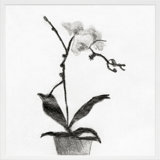 Orchid Study 1 Print by Simon Schneiderman