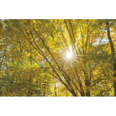 Autumn Foliage Sunburst V by Alan Majchrowicz - Wrapped Canvas Print
