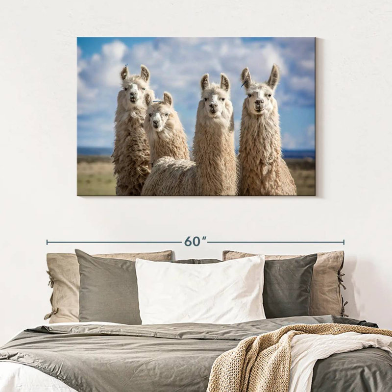 Fluffy White Llamas, 32" H x 48" W