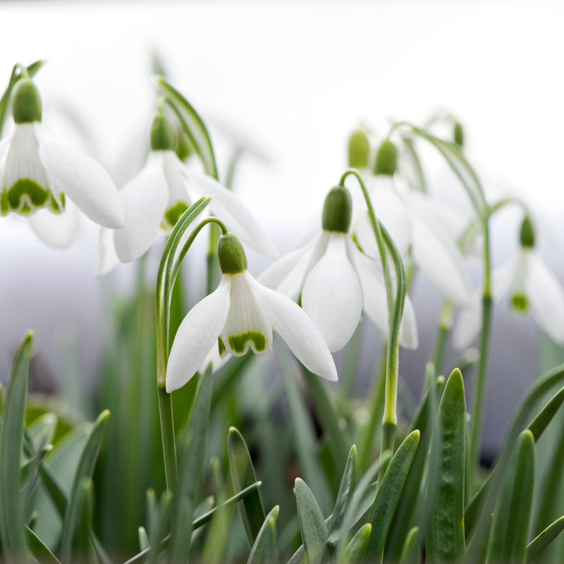 Snowdrop by Nazzu - Wrapped Canvas Print, 76cm H x 76cm W x 3.8cm D