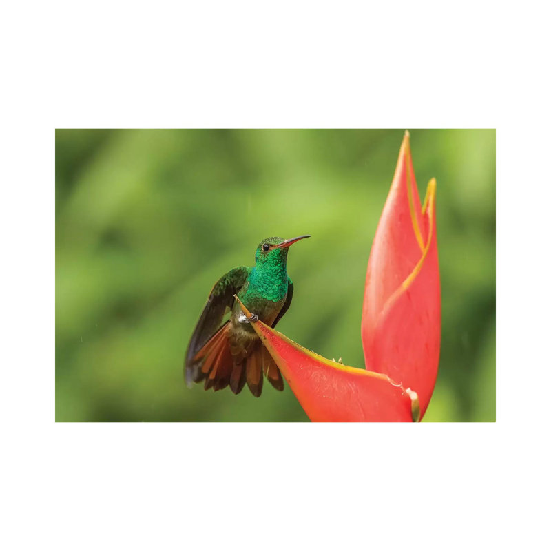 Costa Rica, Sarapique River Valley. Rufous-Tailed Hummingbird On Heliconia Plant. by Jaynes Gallery - Wrapped Canvas Print