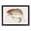 Red Seabream Fish by Kono Bairei - Picture Frame Painting Print-55772258-55772259