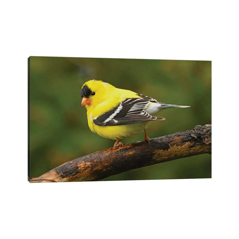 American Goldfinch In Spring Splendor by Brian Wolf - Wrapped Canvas Print, 20.32 cm H x 30.48 cm W