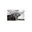 Toile de vache noire et blanche Highland