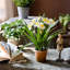 Arrangement de dahlia