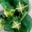 Couronne de la Saint-Patrick Lucky And I Gnome It