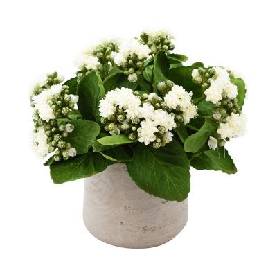 Kalanchoe Arrangement in Fiberstone Pot